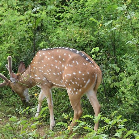 Wild Lake Side ウダワラウェ エクステリア 写真