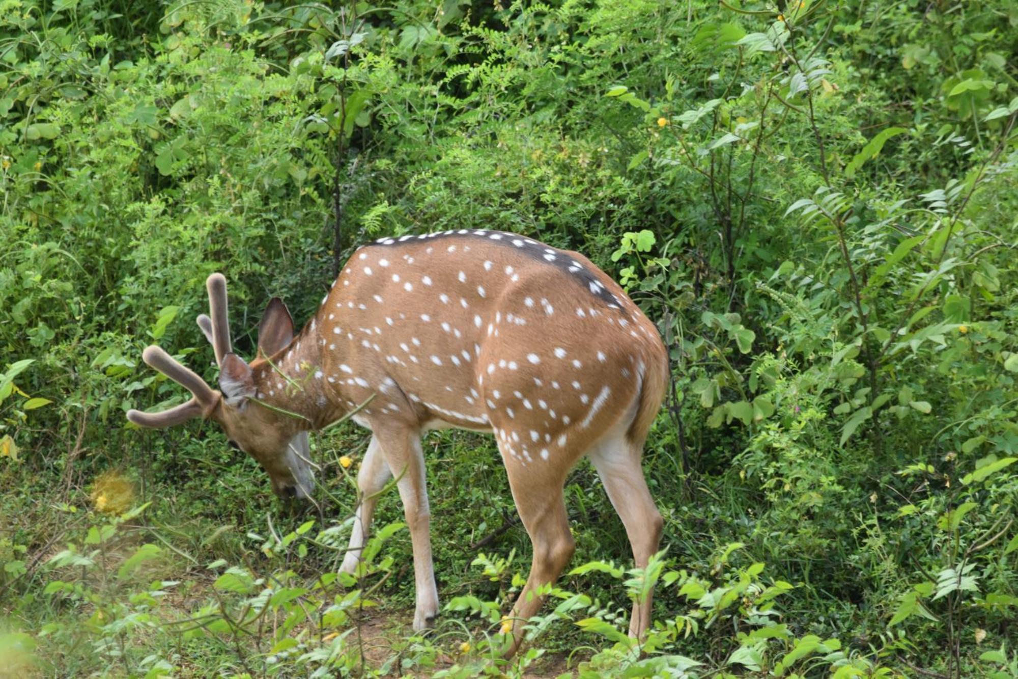 Wild Lake Side ウダワラウェ エクステリア 写真